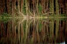 We heard many, many loons on this trip - ever pleasant and haunting