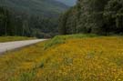 No more corn, no more hay, but lots of wildflowers!