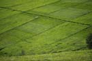 Tea fields in Western Uganda