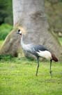 Uganda national bird - crested crane