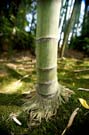 Bamboo roots