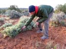 Sam picking sage