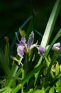 Iris of Oregon