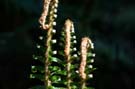 fancy ferns