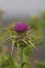 Thistle it