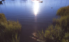 Sunshine, water and greenery is always comforting