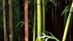 bamboo, bamboo, by the road, who is the skinniest of them all?