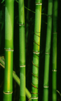 ya, ya, last bamboo pic