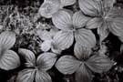 Dogwood plants