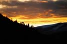 Silhouetted trees