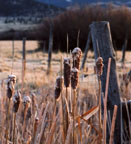 Shedding frost to welcome the day