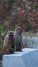 Baboon family