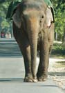 Elephant patiently walking