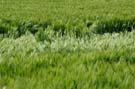 Rural Village Views: wheat field