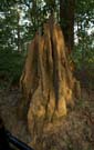 Massive termite mound