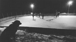 bear watching hockey 1