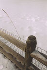 fence post and grass