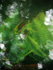 Ferns having a bath