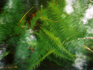 More ferns having a bath