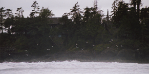 misty eyed gulls