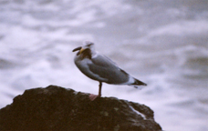 The things seagulls will eat...