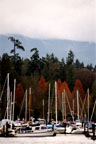 The misty masts of Vancouver